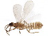  (Alienatinae - BIOUG17492-H04)  @14 [ ] CreativeCommons - Attribution (2015) CBG Photography Group Centre for Biodiversity Genomics