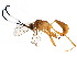  (cryptJanzen01 Malaise6264 - BIOUG17496-B09)  @15 [ ] CreativeCommons - Attribution (2015) CBG Photography Group Centre for Biodiversity Genomics