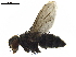  (Lixophaga Malaise9241 - BIOUG17496-C12)  @14 [ ] CreativeCommons - Attribution (2019) CBG Photography Group Centre for Biodiversity Genomics
