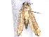  (crambidJanzen01 Janzen6577 - BIOUG63913-A03)  @11 [ ] CreativeCommons - Attribution (2022) CBG Photography Group Centre for Biodiversity Genomics