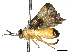  ( - BIOUG63990-F09)  @11 [ ] CreativeCommons - Attribution Share - Alike (2025) CBG Photography Group Centre for Biodiversity Genomics
