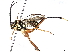  (cryptJanzen01 malaise3002 - BIOUG66517-B10)  @11 [ ] CreativeCommons - Attribution (2022) CBG Photography Group Centre for Biodiversity Genomics