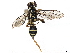  (Diacantharius Wahl03 - BIOUG66519-B12)  @11 [ ] CreativeCommons - Attribution (2022) CBG Photography Group Centre for Biodiversity Genomics