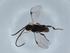  (Promicrogaster Malaise8883 - BIOUG68411-E07)  @11 [ ] CreativeCommons - Attribution (2021) Centre for Biodiversity Genomics Centre for Biodiversity Genomics