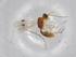  (Heterospilus Malaise1713 - BIOUG70020-B10)  @11 [ ] CreativeCommons - Attribution (2021) Centre for Biodiversity Genomics Centre for Biodiversity Genomics