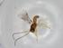  (Heterospilus Malaise3935 - BIOUG70028-G04)  @11 [ ] CreativeCommons - Attribution (2021) Centre for Biodiversity Genomics Centre for Biodiversity Genomics