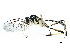  (cryptJanzen01 Malaise6202 - BIOUG17330-H06)  @15 [ ] CreativeCommons - Attribution (2015) CBG Photography Group Centre for Biodiversity Genomics