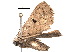  ( - BIOUG17385-A03)  @13 [ ] CreativeCommons - Attribution (2015) CBG Photography Group Centre for Biodiversity Genomics