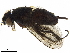  ( - BIOUG40362-F06)  @11 [ ] CreativeCommons - Attribution (2019) CBG Photography Group Centre for Biodiversity Genomics