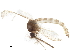  ( - BIOUG40987-C01)  @11 [ ] CreativeCommons - Attribution (2019) CBG Photography Group Centre for Biodiversity Genomics