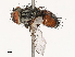  ( - CBG-B01515-H04)  @11 [ ] CreativeCommons - Attribution Share - Alike (2025) CBG Photography Group Centre for Biodiversity Genomics