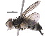  (Telothyria Malaise7274 - BIOUG17497-F08)  @14 [ ] CreativeCommons - Attribution (2015) CBG Photography Group Centre for Biodiversity Genomics