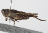  ( - BIOUG04509-G05)  @13 [ ] CreativeCommons - Attribution (2014) CBG Photography Group Centre for Biodiversity Genomics