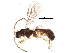  (Chilocyrtus Malaise7413 - BIOUG05082-G03)  @14 [ ] CreativeCommons - Attribution (2015) CBG Photography Group Centre for Biodiversity Genomics