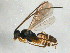  ( - BIOUG05082-F07)  @12 [ ] CreativeCommons - Attribution (2013) CBG Photography Group Centre for Biodiversity Genomics