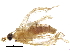  (Steniodes BioLep6158 - BIOUG05180-B06)  @12 [ ] CreativeCommons - Attribution (2014) CBG Photography Group Centre for Biodiversity Genomics
