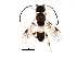  (Leptodrepana gilbertfuentesi - BIOUG05181-B07)  @11 [ ] CreativeCommons - Attribution (2014) CBG Photography Group Centre for Biodiversity Genomics