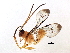  (ctenoMalaise01 Malaise6932 - BIOUG05181-G01)  @13 [ ] CreativeCommons - Attribution (2014) CBG Photography Group Centre for Biodiversity Genomics