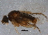  (Coniceromyia - BIOUG05190-B04)  @14 [ ] CreativeCommons - Attribution (2014) CBG Photography Group Centre for Biodiversity Genomics