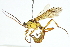  (Setanta Malaise8317 - BIOUG06127-B06)  @14 [ ] CreativeCommons - Attribution (2014) CBG Photography Group Centre for Biodiversity Genomics