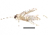  (malaiseGraci01 Malaise8652 - BIOUG05180-E12)  @12 [ ] CreativeCommons - Attribution (2014) CBG Photography Group Centre for Biodiversity Genomics