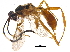  (crypMalaise01 Malaise4206 - BIOUG05195-A04)  @15 [ ] CreativeCommons - Attribution (2015) CBG Photography Group Centre for Biodiversity Genomics
