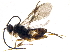  (Dolichogenidea robertofernandezi - BIOUG05195-A07)  @15 [ ] CreativeCommons - Attribution (2015) CBG Photography Group Centre for Biodiversity Genomics