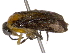  ( - BIOUG06020-B11)  @12 [ ] CreativeCommons - Attribution (2014) CBG Photography Group Centre for Biodiversity Genomics