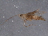  (malaiseGraci01 Malaise4660 - BIOUG05277-F10)  @12 [ ] CreativeCommons - Attribution (2014) CBG Photography Group Centre for Biodiversity Genomics