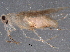  (malaiseGraci01 Malaise4662 - BIOUG05277-G02)  @12 [ ] CreativeCommons - Attribution (2014) CBG Photography Group Centre for Biodiversity Genomics