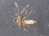 (malaiseGraci01 Malaise4663 - BIOUG05277-G03)  @12 [ ] CreativeCommons - Attribution (2014) CBG Photography Group Centre for Biodiversity Genomics