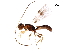  (Glyptocolastes malaise0421 - BIOUG05280-G10)  @12 [ ] CreativeCommons - Attribution (2017) CBG Photography Group Centre for Biodiversity Genomics
