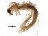  ( - BIOUG05282-C03)  @12 [ ] CreativeCommons - Attribution (2016) CBG Photography Group Centre for Biodiversity Genomics