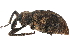  (curculionidJanzen01 - BIOUG06126-G12)  @14 [ ] CreativeCommons - Attribution (2015) CBG Photography Group Centre for Biodiversity Genomics