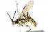  (Carinodes Malaise8299 - BIOUG06141-E03)  @14 [ ] CreativeCommons - Attribution (2014) CBG Photography Group Centre for Biodiversity Genomics