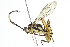  (cryptJanzen01 Malaise8302 - BIOUG06141-F05)  @15 [ ] CreativeCommons - Attribution (2014) CBG Photography Group Centre for Biodiversity Genomics