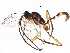  (cryptJanzen01 malaise0235 - BIOUG05334-A06)  @14 [ ] CreativeCommons - Attribution (2015) CBG Photography Group Centre for Biodiversity Genomics