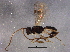  (Phanerotoma christhompsoni - BIOUG05346-A11)  @13 [ ] CreativeCommons - Attribution (2014) CBG Photography Group Centre for Biodiversity Genomics