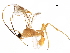  ( - BIOUG05386-B06)  @11 [ ] CreativeCommons - Attribution (2017) CBG Photography Group Centre for Biodiversity Genomics
