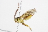  (Pimplinae - BIOUG05373-H04)  @16 [ ] CreativeCommons - Attribution (2014) CBG Photography Group Centre for Biodiversity Genomics