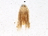  (Pseudopostega duplicata - BIOUG05411-C05)  @12 [ ] CreativeCommons - Attribution (2015) CBG Photography Group Centre for Biodiversity Genomics