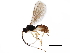  ( - BIOUG05414-E02)  @13 [ ] CreativeCommons - Attribution (2017) CBG Photography Group Centre for Biodiversity Genomics