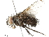  ( - BIOUG06019-H10)  @13 [ ] CreativeCommons - Attribution (2019) CBG Photography Group Centre for Biodiversity Genomics