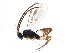  (Dolichogenidea jennyphilipsae - BIOUG05422-D08)  @14 [ ] CreativeCommons - Attribution (2015) CBG Photography Group Centre for Biodiversity Genomics