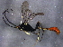  (Casinaria - BIOUG05386-E01)  @15 [ ] CreativeCommons - Attribution (2014) CBG Photography Group Centre for Biodiversity Genomics