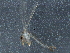  ( - BIOUG05421-D09)  @12 [ ] CreativeCommons - Attribution (2014) CBG Photography Group Centre for Biodiversity Genomics