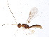  (Heterospilus Malaise5044 - BIOUG05422-A08)  @14 [ ] CreativeCommons - Attribution (2015) CBG Photography Group Centre for Biodiversity Genomics