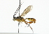  (Carinodes Malaise8381 - BIOUG06141-H02)  @14 [ ] CreativeCommons - Attribution (2014) CBG Photography Group Centre for Biodiversity Genomics