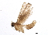  (cramMalaise01 Malaise1647 - BIOUG07446-F11)  @12 [ ] CreativeCommons - Attribution (2014) CBG Photography Group Centre for Biodiversity Genomics