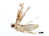  (malaiseGraci01 Malaise1741 - BIOUG07446-G08)  @12 [ ] CreativeCommons - Attribution (2014) CBG Photography Group Centre for Biodiversity Genomics